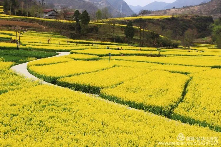 汉中略阳最美油菜花海