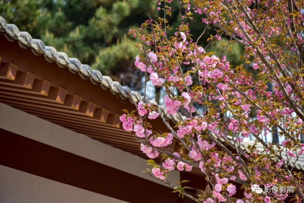 充满传说的西安青龙寺樱花又开了