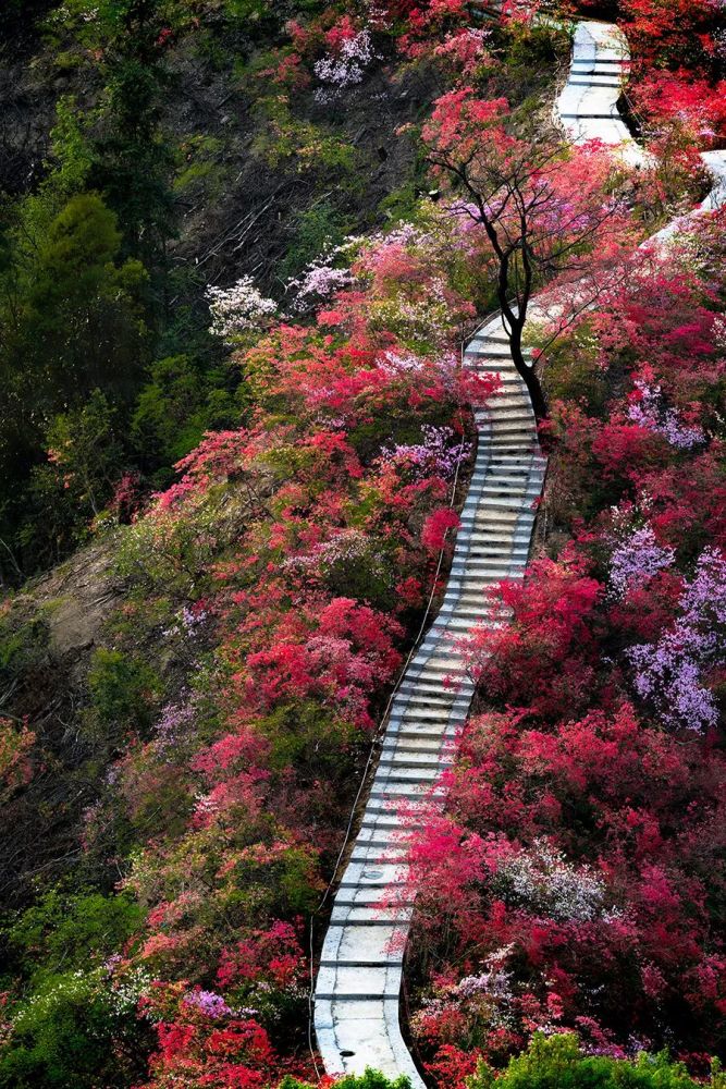 天峡千亩杜鹃花海即将盛开!