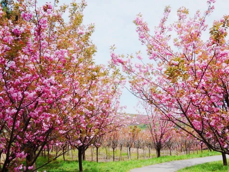 宁波,四明山,樱花,大岚镇,四明山地质公园,仰天湖