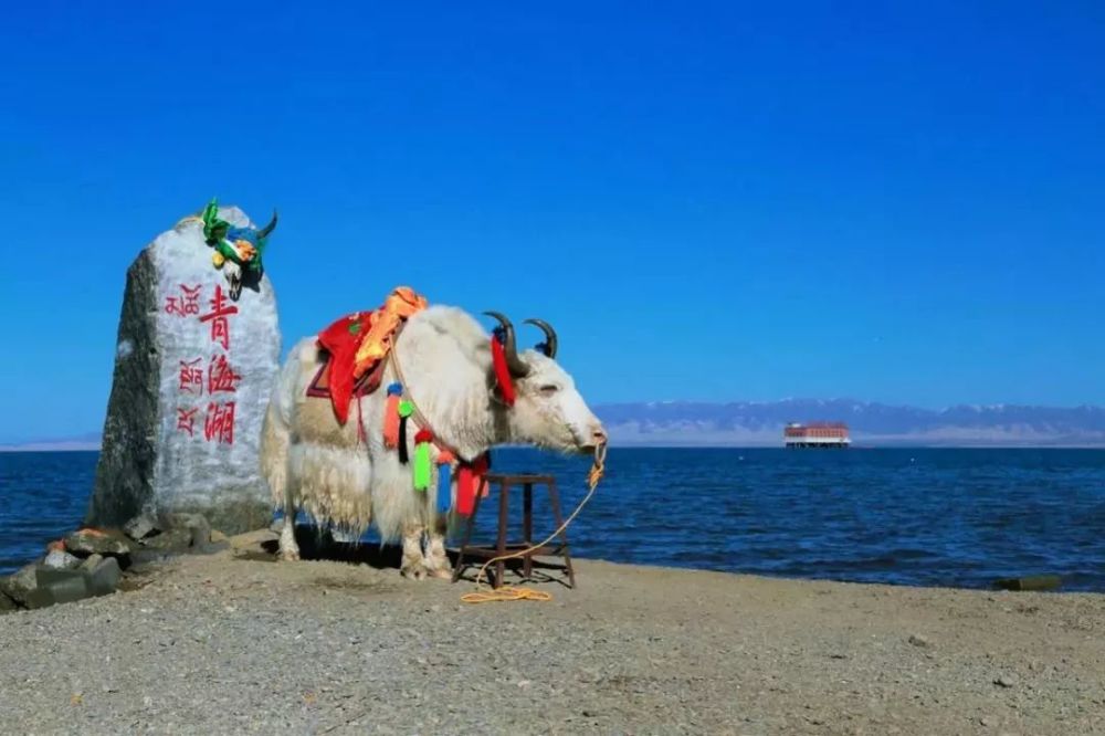 海南州,龙羊峡镇,青海湖,贵南,安普荣,草原