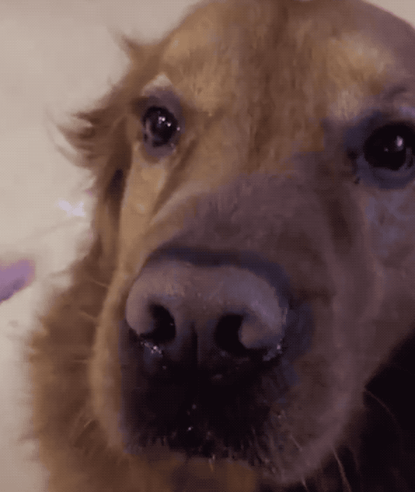 活的不如狗就算了,现在连头发都比不上狗了!