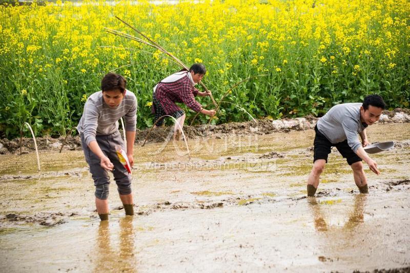 2020年3月24日,在湖北省十堰市竹山县宝丰镇深沟村,农民在播撒谷种.