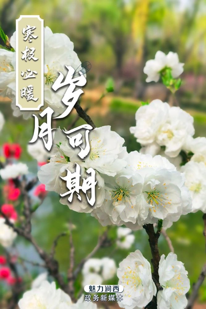 涧西春日,花开似锦,愿山河无恙,人间皆安