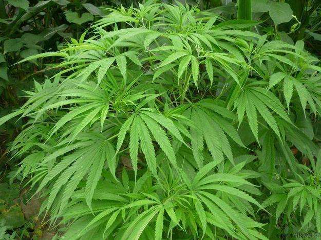 中草药的特征及药性应用,最常见的野草,土大黄和火麻仁