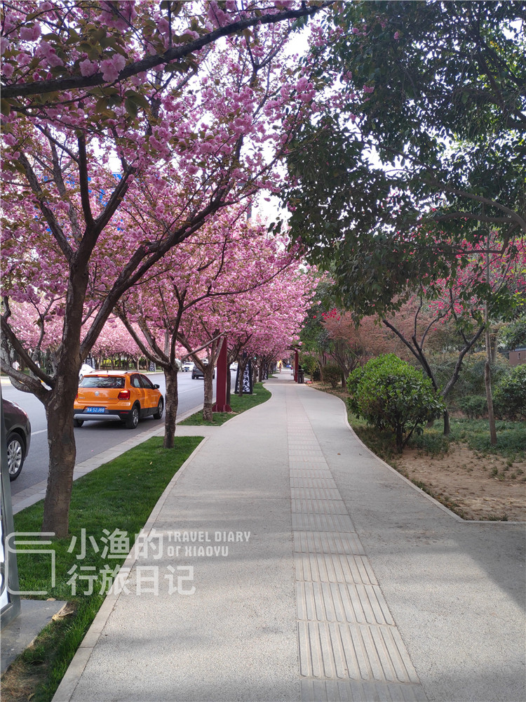 这才是西安最美樱花大道!人少景美,周边还有免费"大牌