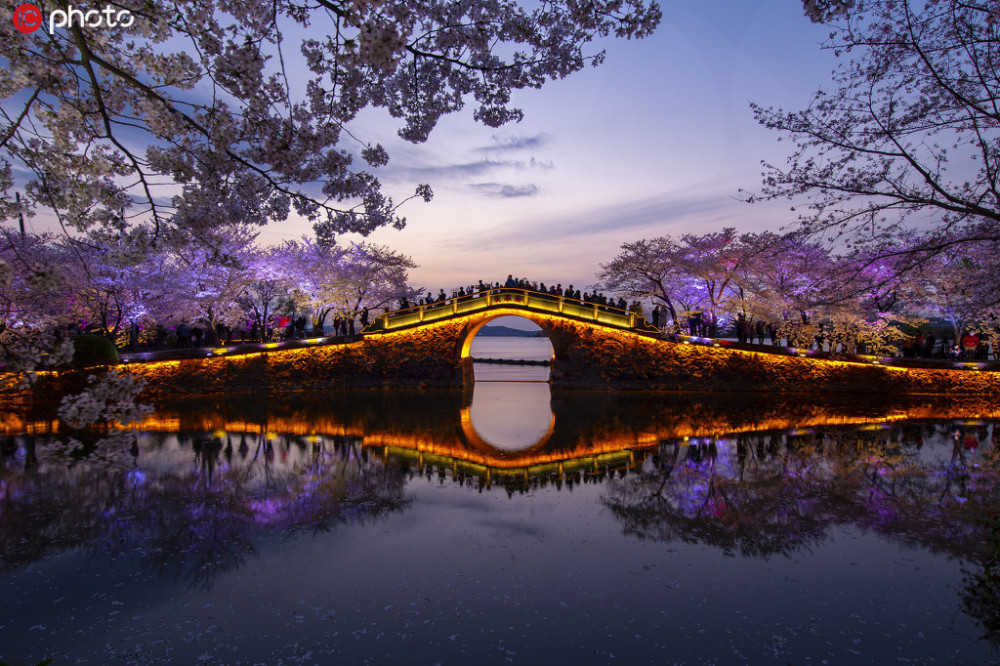 江苏无锡太湖鼋头渚景区夜樱美如画