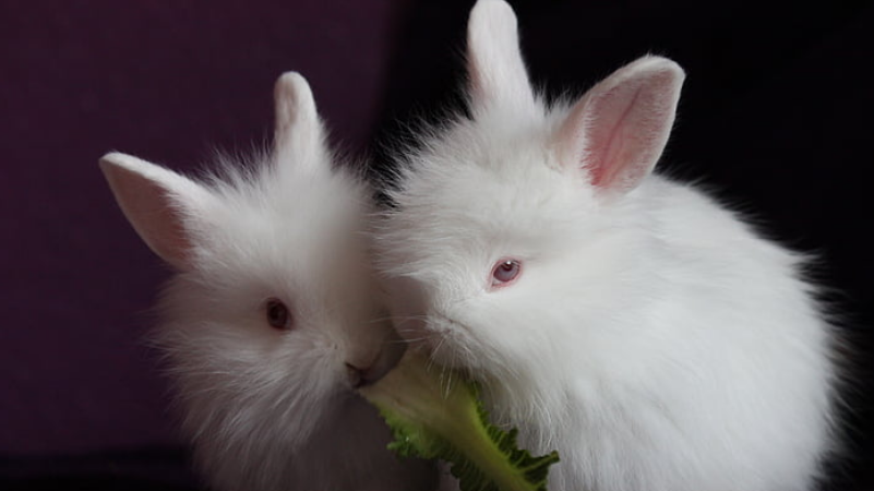 小白兔的特点描写,小白兔的特点是什么(小白兔的特点)