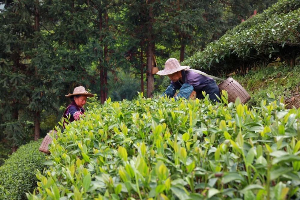 茶园,罗坑镇,茶叶,采茶,仁化县,茶树,红茶,翁源县,始兴县,岩茶