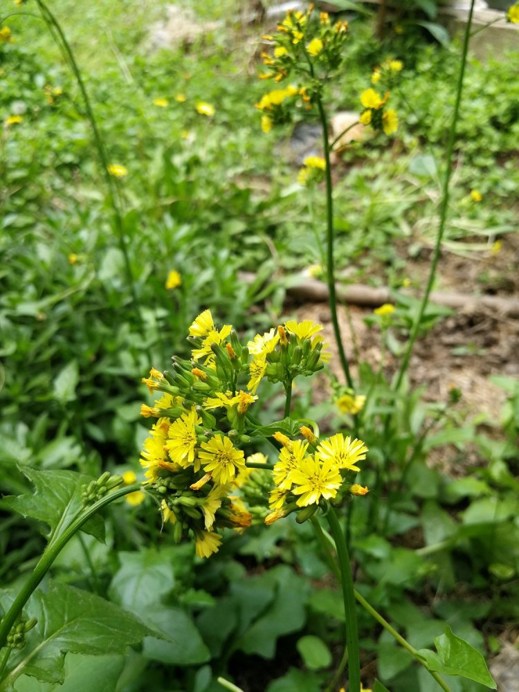 黄鹌菜,还阳草,毛连连,蒲公英,黄瓜菜