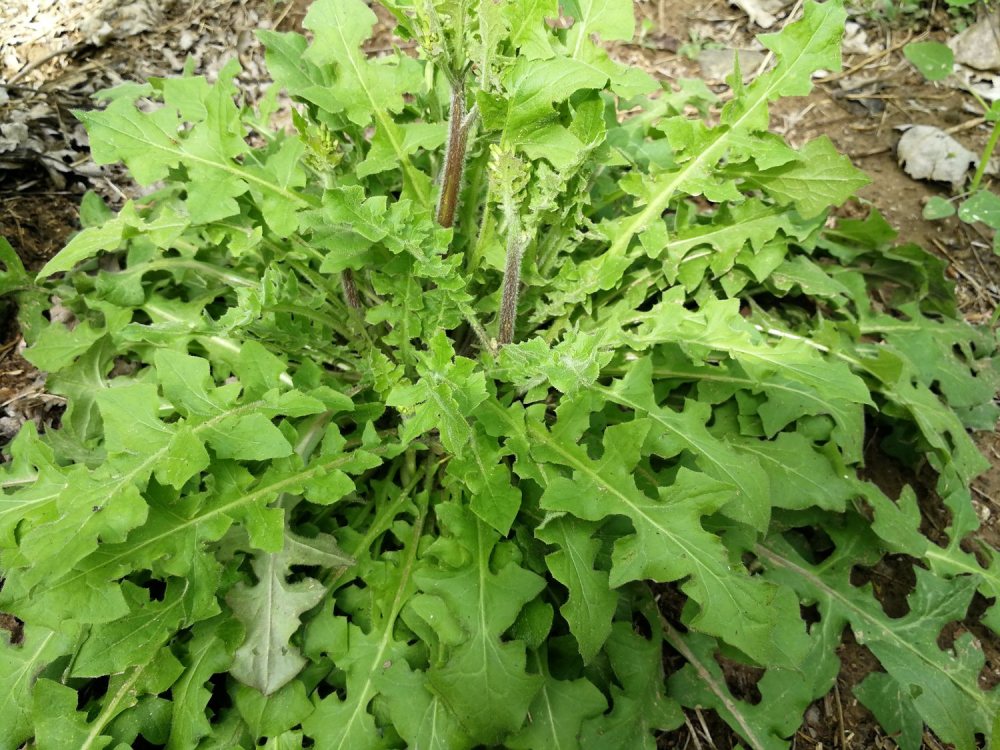 黄鹌菜,还阳草,毛连连,蒲公英,黄瓜菜