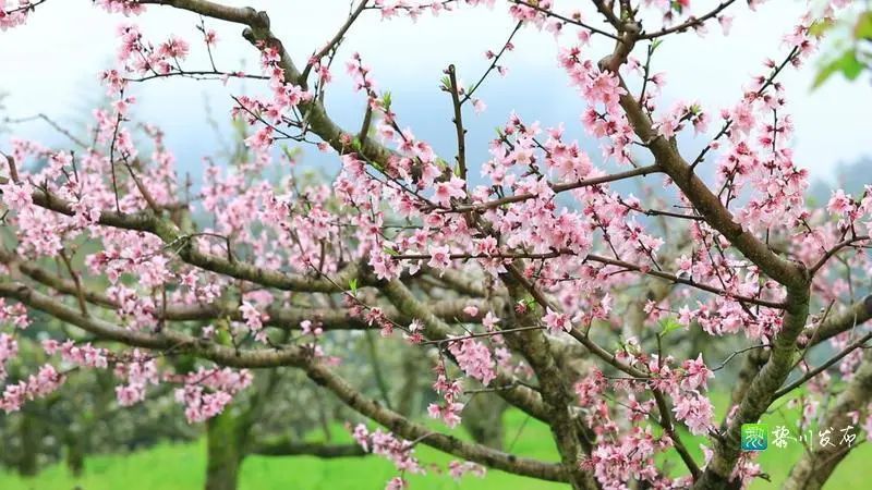 进入炉油村 一片桃花林映入眼帘