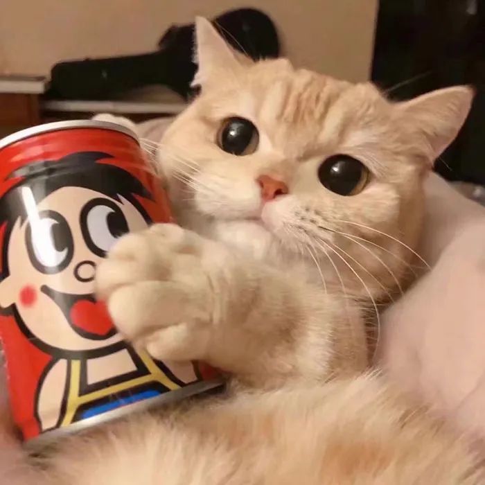 萌宠喵猫头像,汪狗头像,情侣猫和情侣汪,看着真香呀