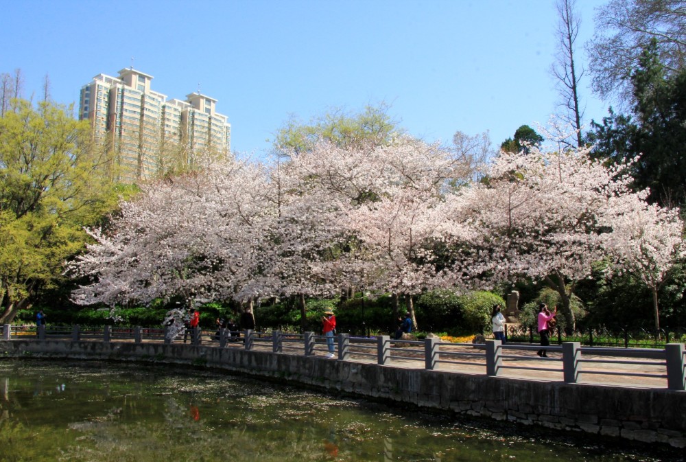 郑州有个免费公园,三月变身五彩花海,樱花美景不输武汉