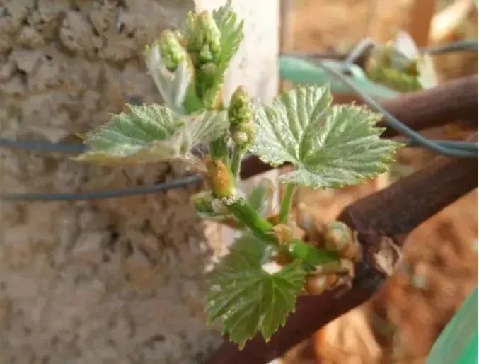 葡萄花芽分化,分两步进行,自盛花