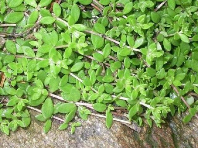 垂盆草,黄金草,多肉植物,野生花卉,三农草药