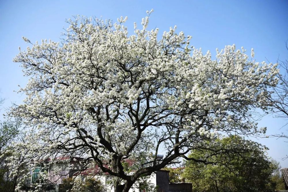 梨花,诗经·召南·甘棠,一树梨花压海棠,洛丽塔