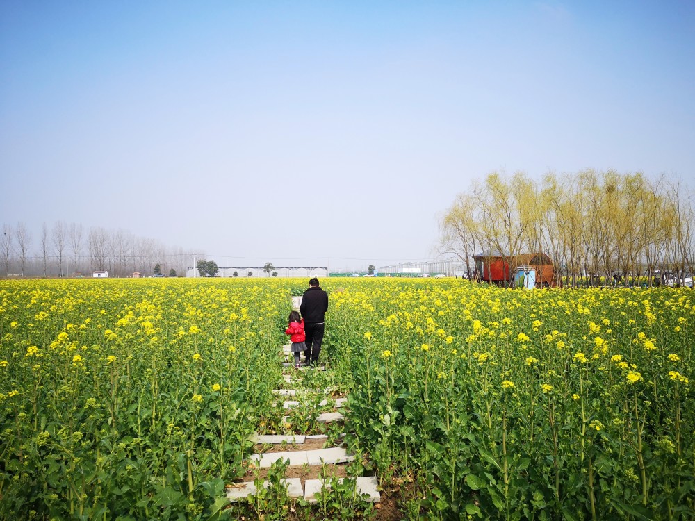 南京市区出发40分钟车程即可免费赏万亩油菜花,你去过