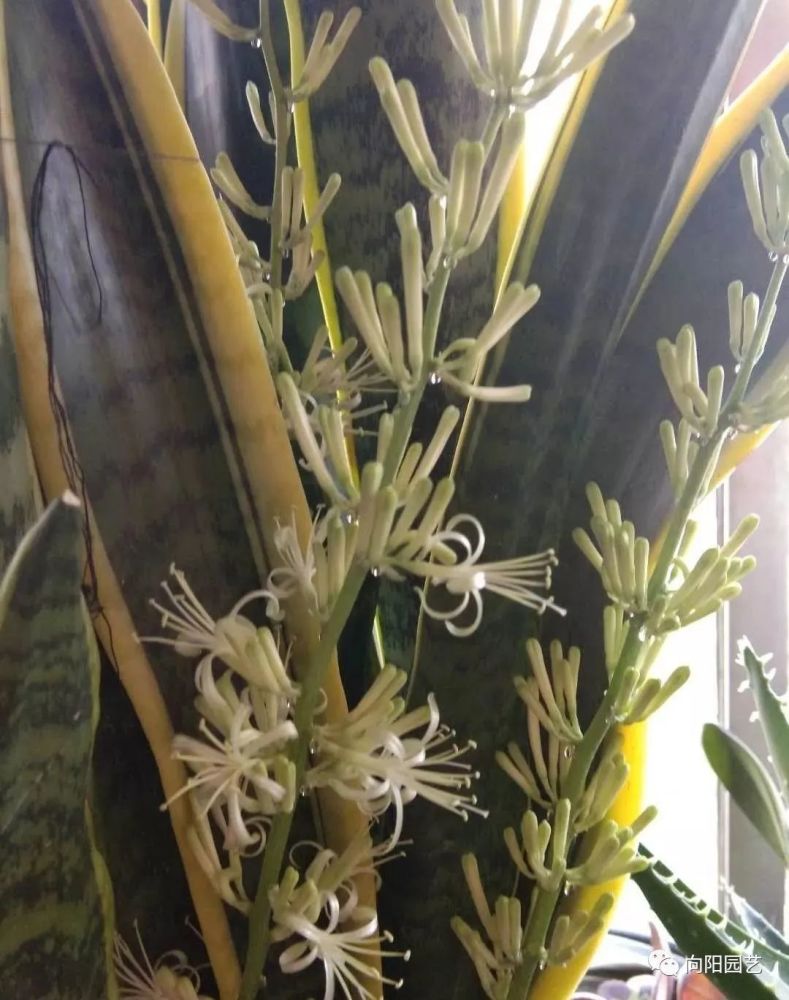 张姨养的虎皮兰,开出了小白花,结出了红果果,真是稀罕