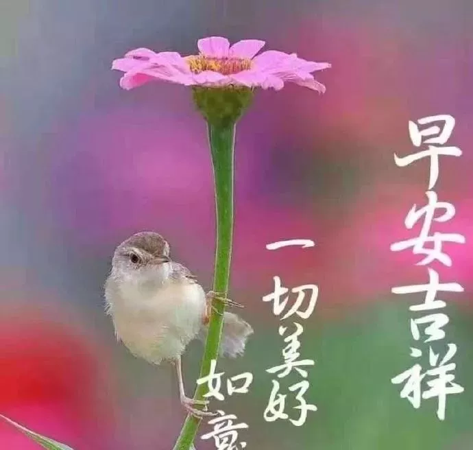 早上好唯美图片 今日早安祝福阳光句子