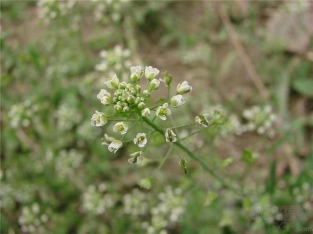 三月三 你吃了荠菜花煮鸡蛋吗?