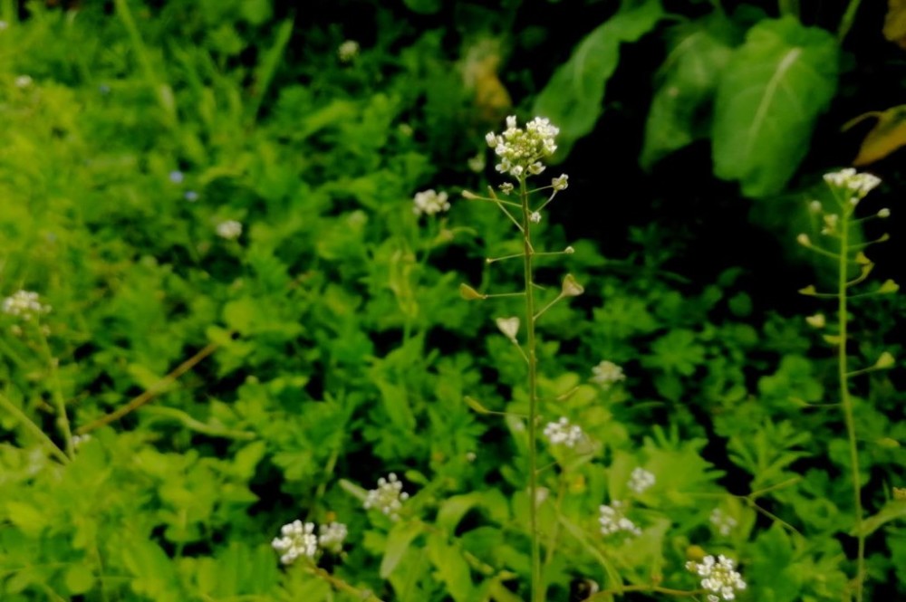 三月三 你吃了荠菜花煮鸡蛋吗?