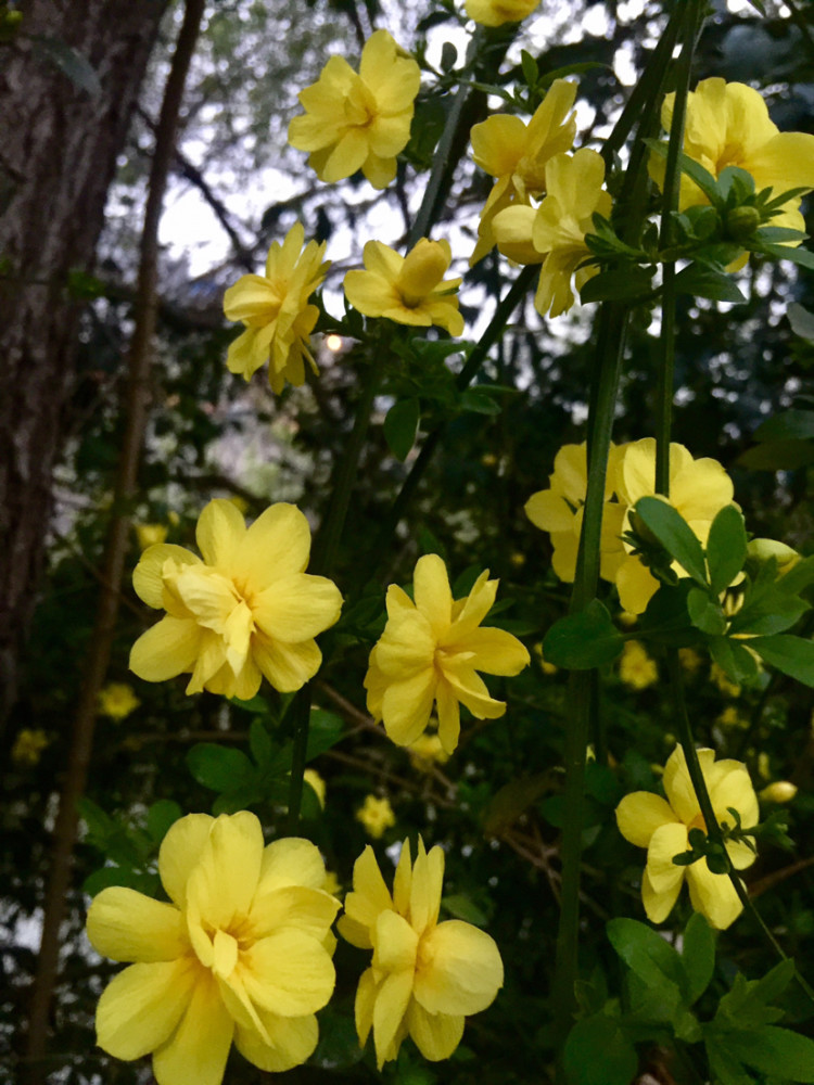 野迎春,迎春花,黄素馨,花冠