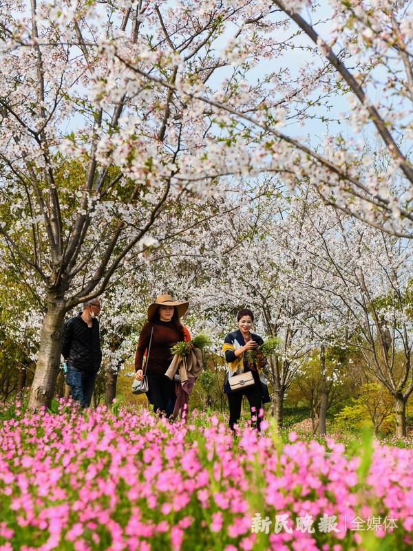 昨天下午,金山区花开海上生态园的樱花园内,日本早樱盛放,与春花争奇