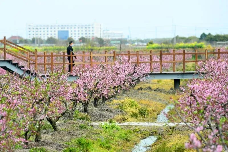 浙北桃花岛桃花盛开美景