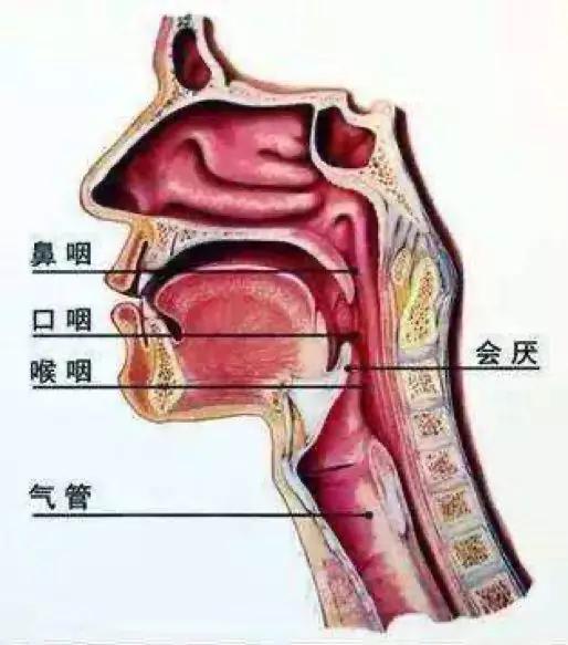 我们猛一抬头,会厌没来得及关,声门也还没有闭,这个时候就容易呛