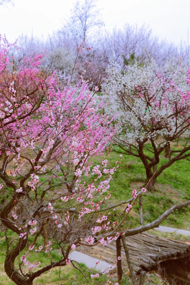 李沧区,梅庵,十梅庵公园,青岛梅园