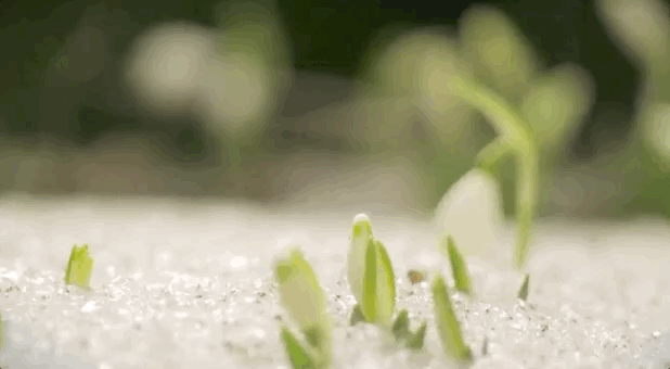 ppt 背景 壁纸 电脑桌面 发芽 绿色 绿色植物 嫩芽 嫩叶 新芽 植物