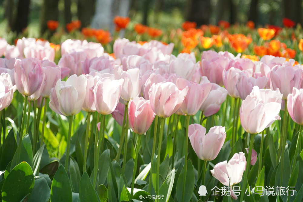 浙江杭州网红花海迎最美季节,免费开放看点丰富,4月来