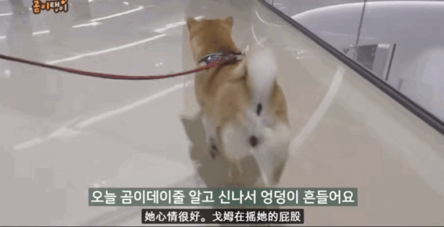 柴犬,宠物医院