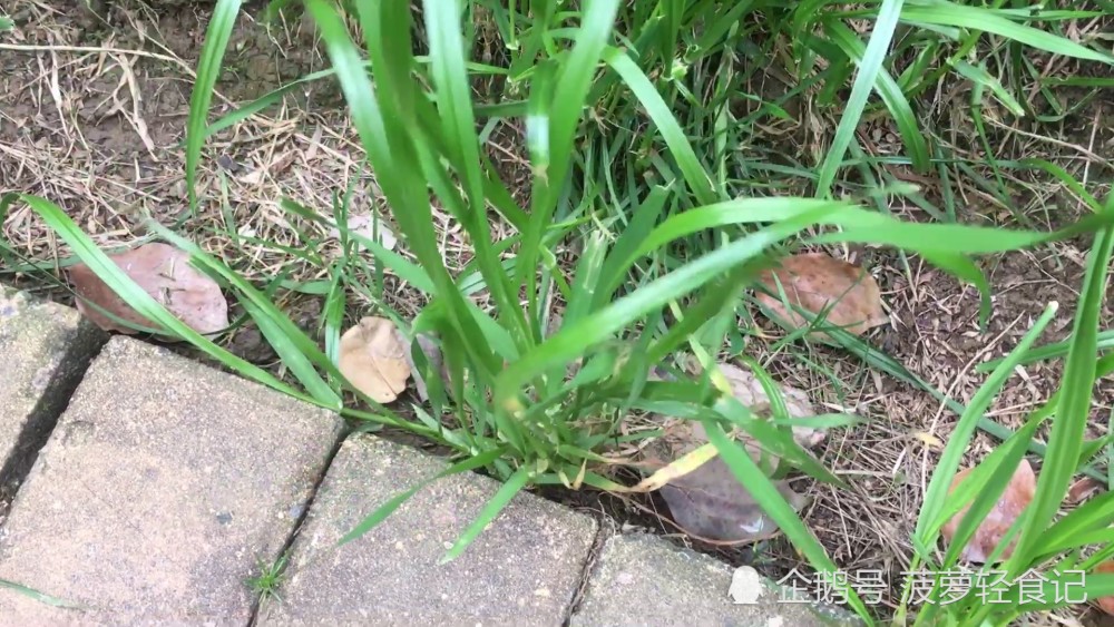 浆麦草的特点,根部是这种紫红色的,只要看看根部,很容易找.