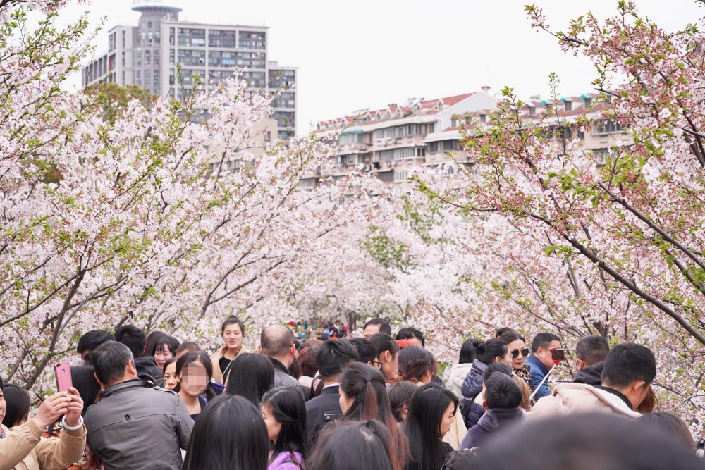 春季宁波赏樱好去处,樱花种类达26种,地铁直达很方便