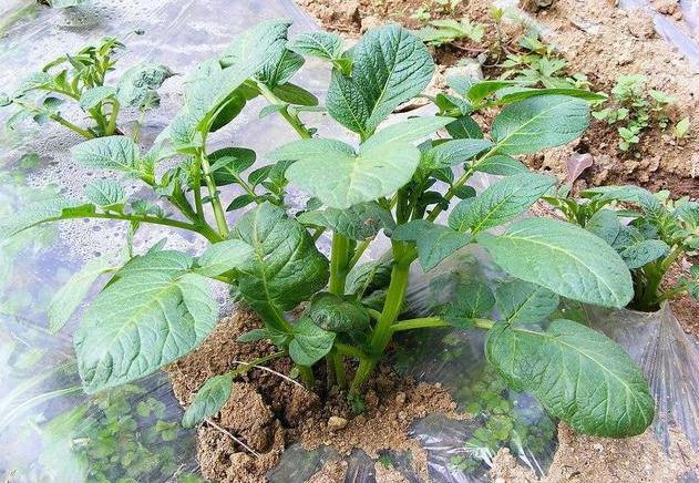 土豆种植,产量,种植业,农业,农民