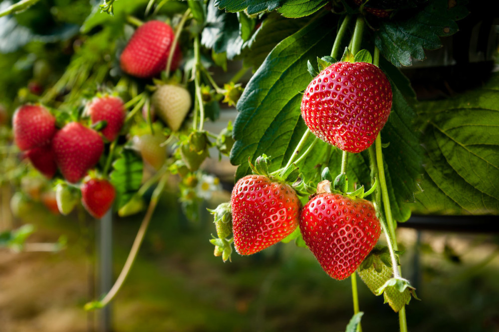 草莓生产后期的管理,做好这些工作,果实品质高采摘期长