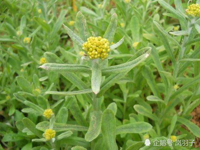 带点黑; 青团常用原料是鼠曲草(当然也有地方喜欢用艾草做),艾粑粑