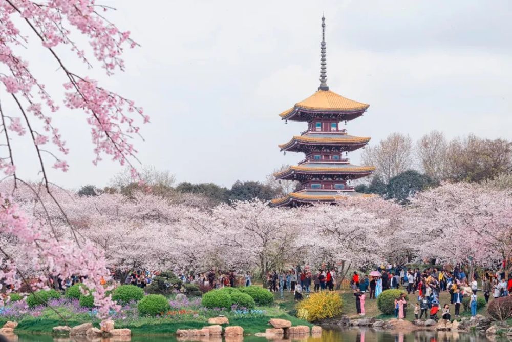武汉,热干面,黄鹤楼,樱花,武汉大学