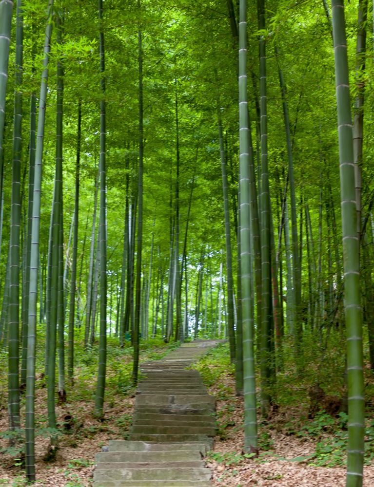 南山竹海,古镇,景点,南京南,旅游景区,扬州