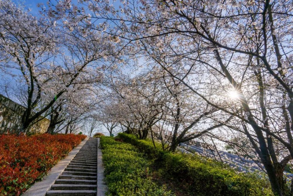 樱花,句容市,浮山樱花园,下蜀镇,边城镇,青山村