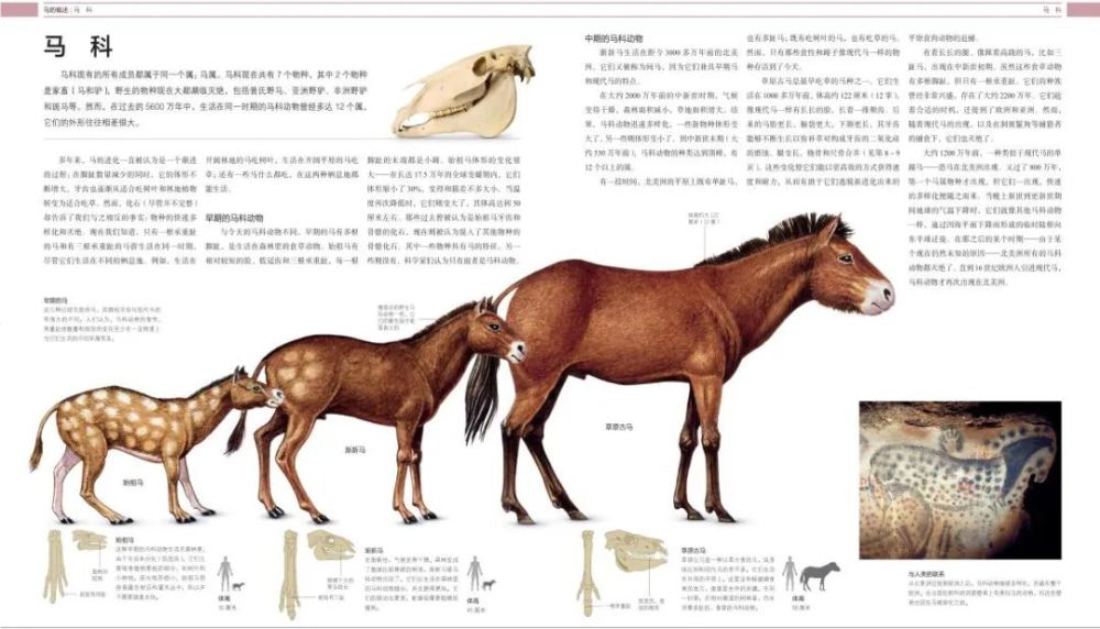 马科,普氏野马,食草动物,北美洲,脚趾