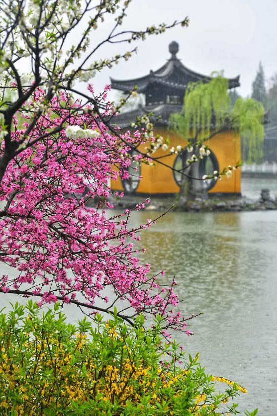 绵绵春雨落在古城 把大地染绿了 软软春风把河水熨暖了 在雨中的扬州