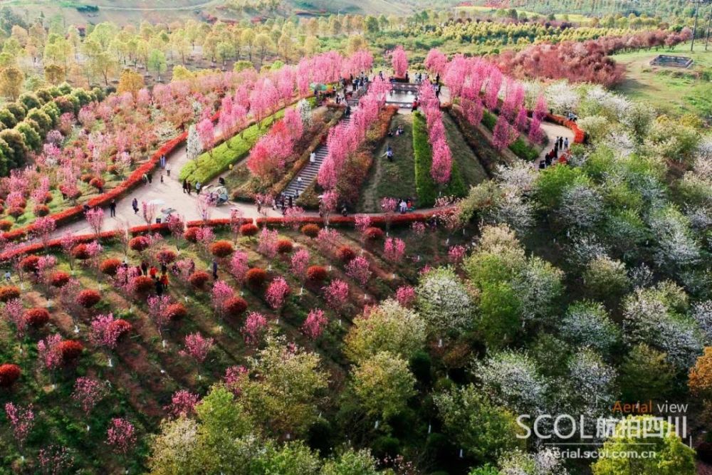 云赏花|春色撩人,瞰南充花镇五彩斑斓