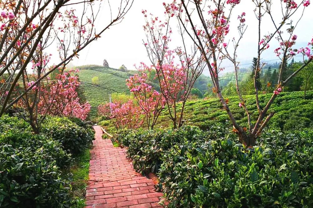 普安,南湖街道,青山镇,乌龙山,茶园,茶乡