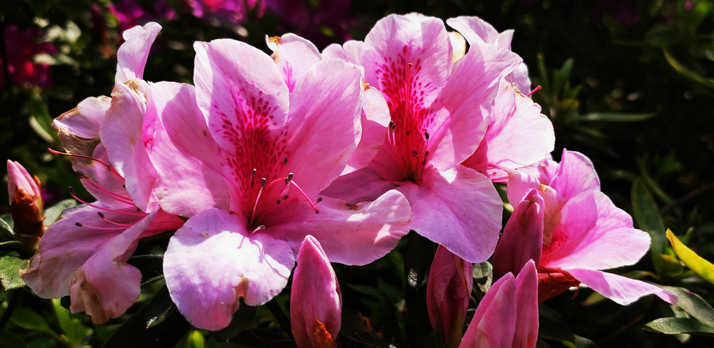 杜鹃花,常绿
