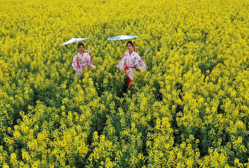 油菜花,乡村振兴,宝丰县,龙王沟,河南宝丰