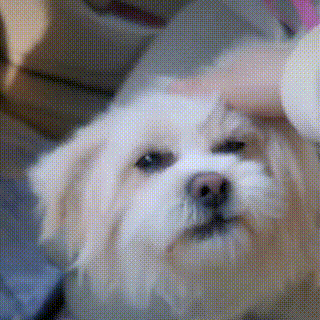 壁纸 动物 狗 狗狗 320_320 gif 动态图 动图