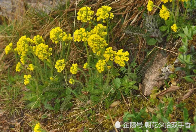 喜欢长于麦田中的野草,嫩苗可做菜食用,种子是一味药材